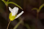 Greenland stitchwort